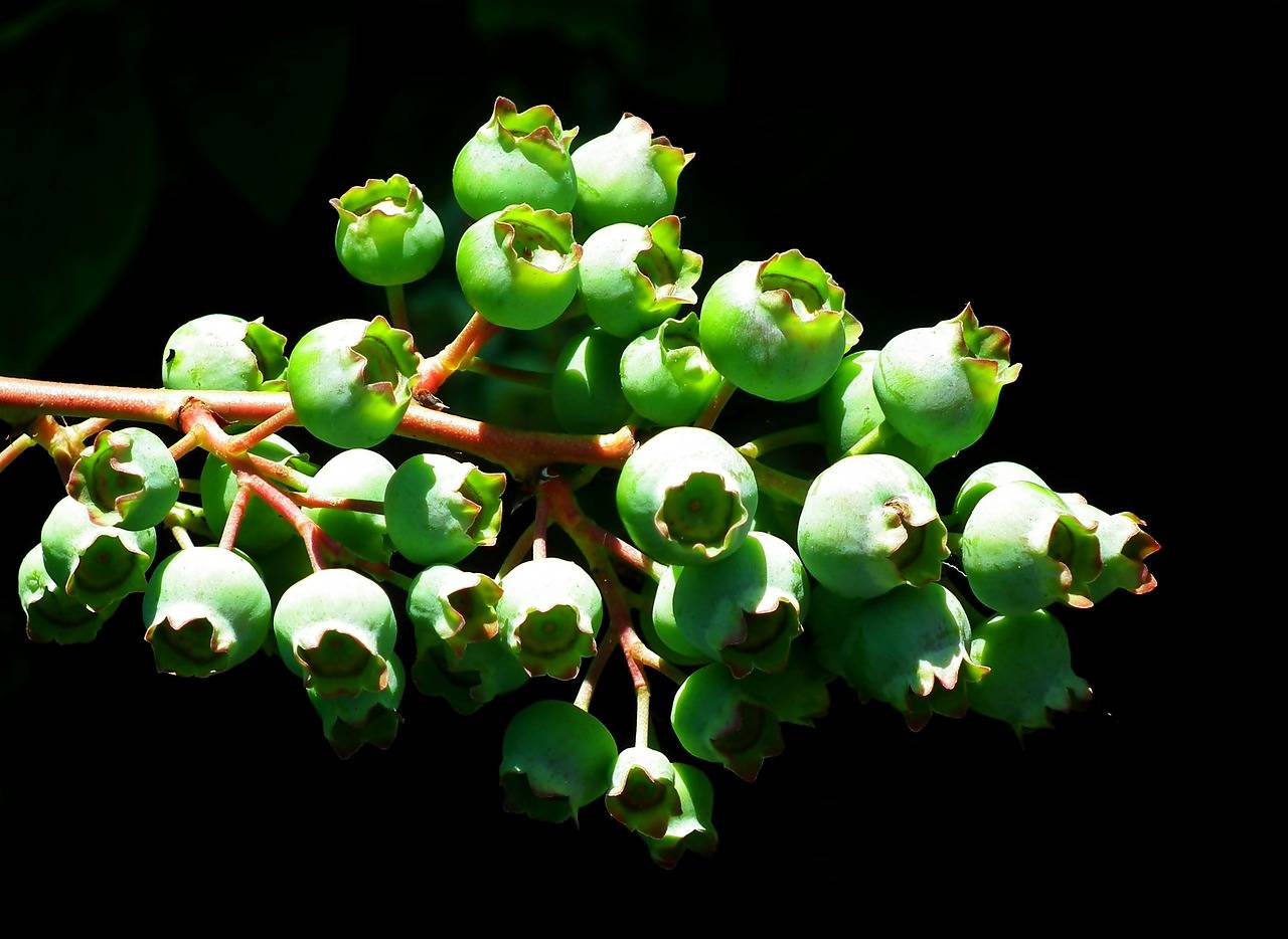 The Importance of Vision Health in Aging