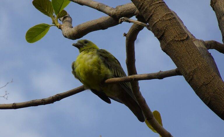 Exploring the Influence of Climate Change Concerns on Election Outcomes