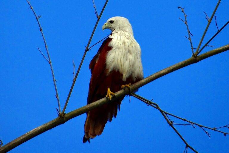 Analyzing the Impact of Redistricting on Electoral Competition