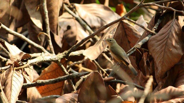 The Role of Election Technology in Ensuring Secure Voting Processes