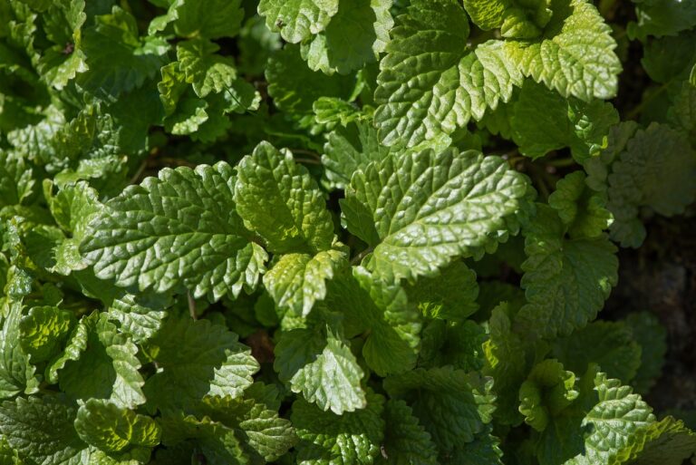 The Impact of Long Working Hours on Health