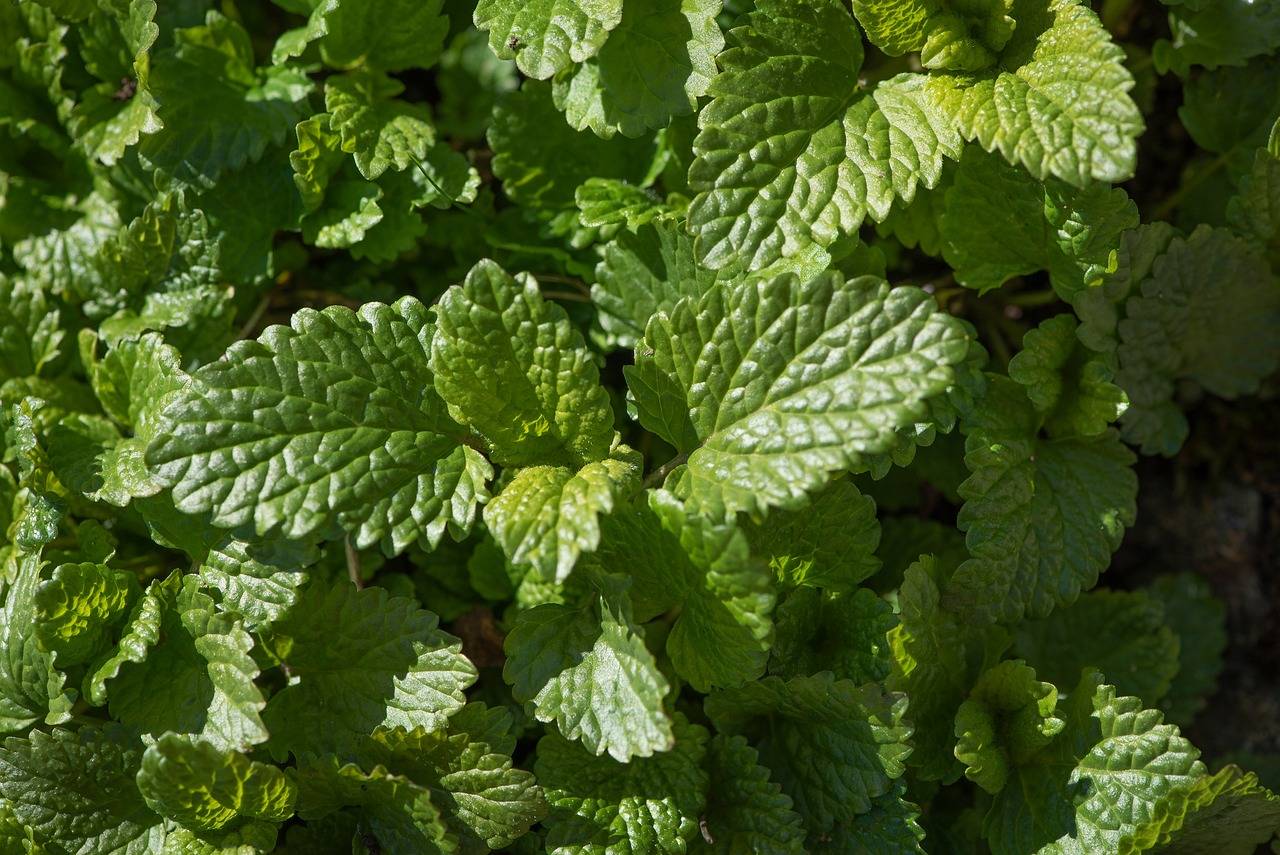 The Impact of Long Working Hours on Health